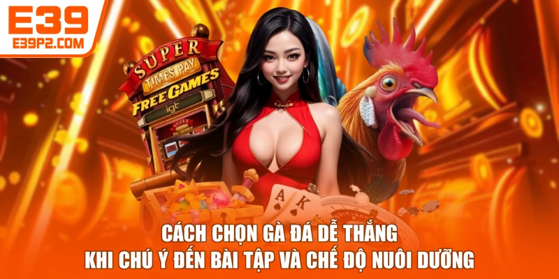 Cách chọn gà đá dễ thắng khi chú ý đến bài tập và chế độ nuôi dưỡng